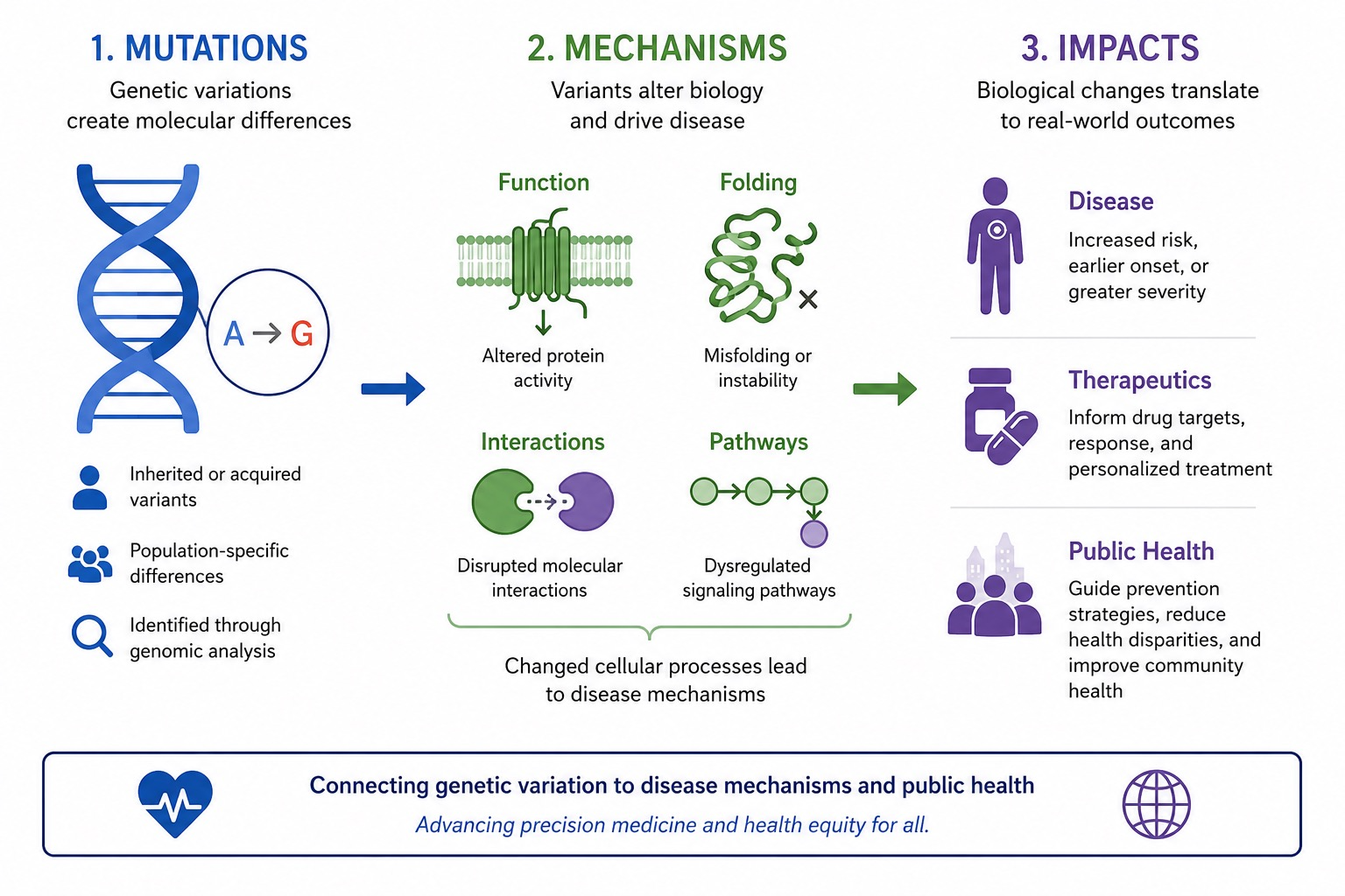 Mutations to mechanisms to impacts infographic: genetic variants alter protein function, folding, interactions, and signaling pathways, driving disease risk, therapeutic targets, and public health outcomes