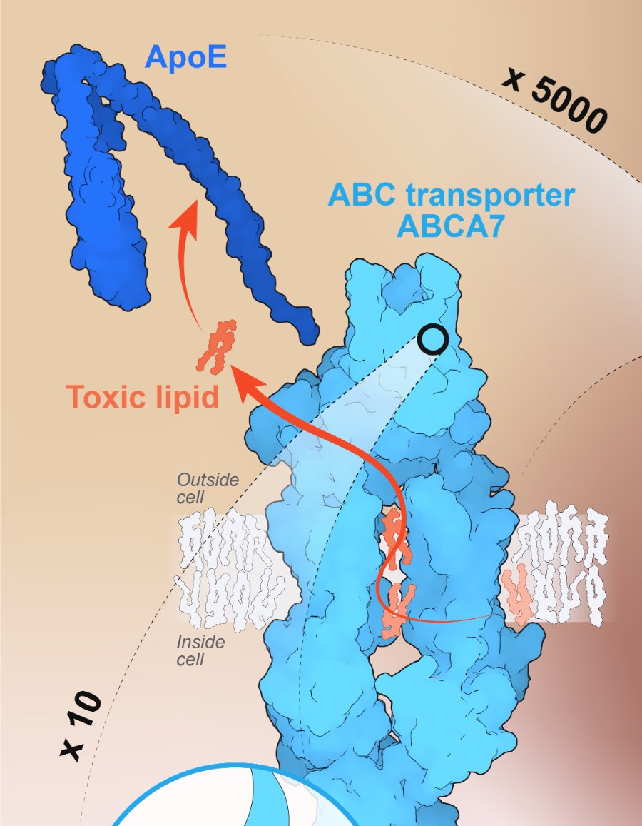 ABCA7 transporter structural model with ApoE and toxic lipid substrate