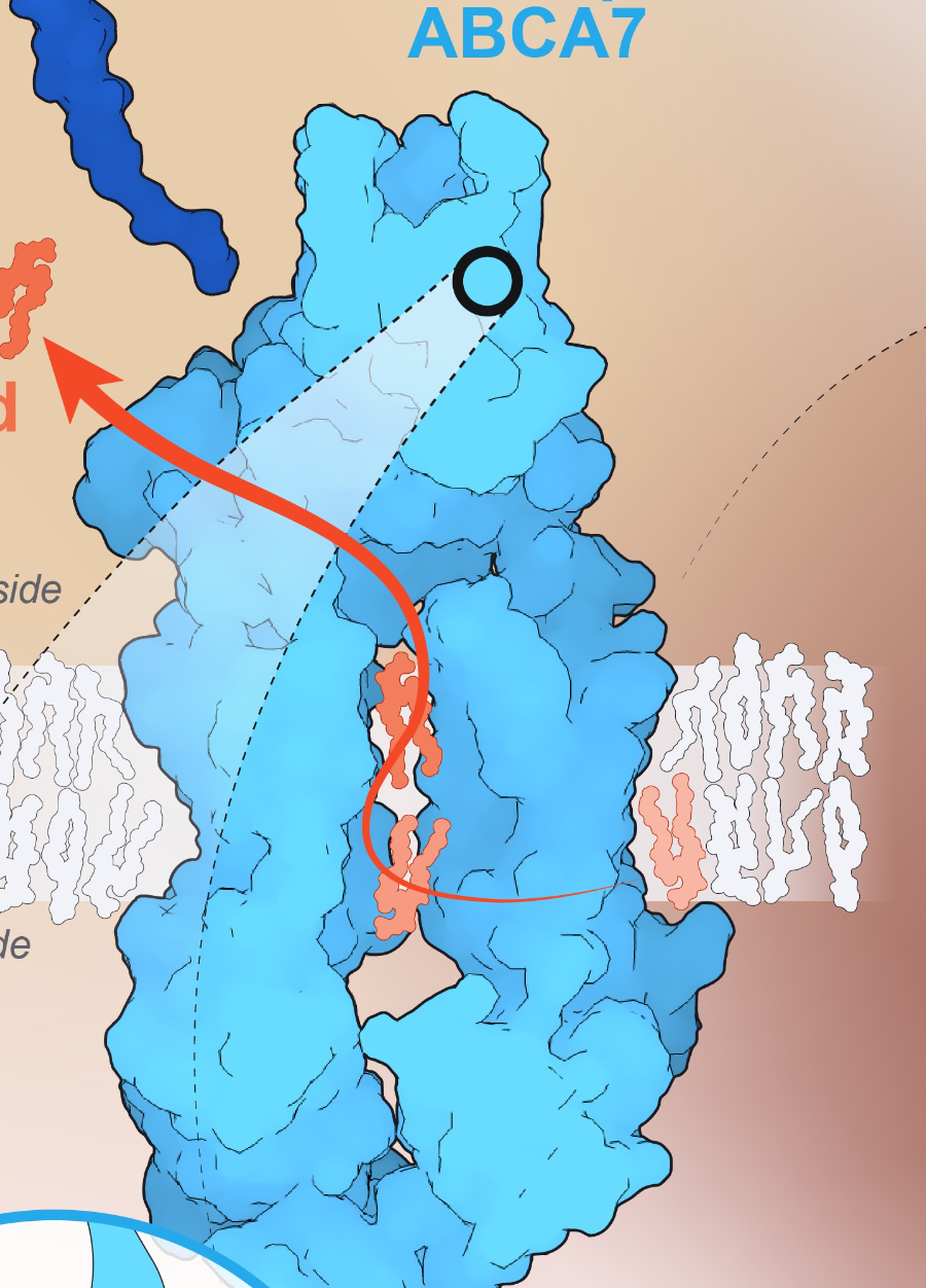 Surface structural model of the ABCA7 lipid transporter